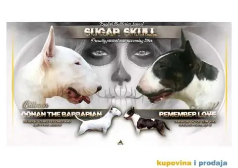 Na prodaju stenci BULL TERIJERA - 1/9