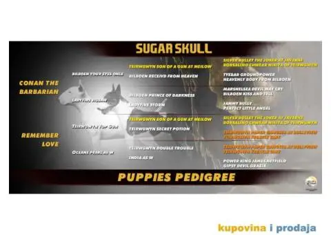 Na prodaju stenci BULL TERIJERA - 2/9