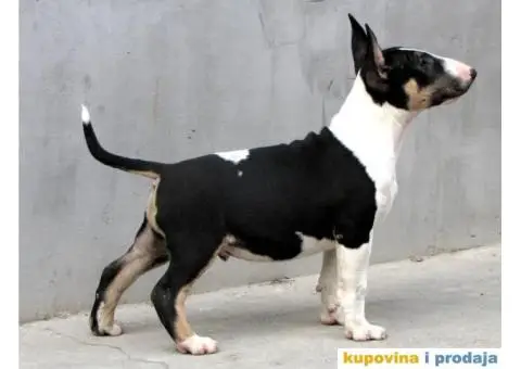 Na prodaju stenci BULL TERIJERA - 4/9