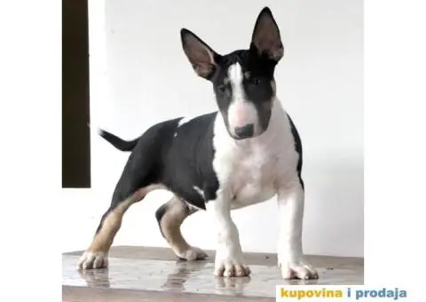 Na prodaju stenci BULL TERIJERA - 6/9