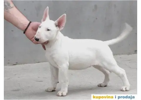 Na prodaju stenci BULL TERIJERA - 7/9