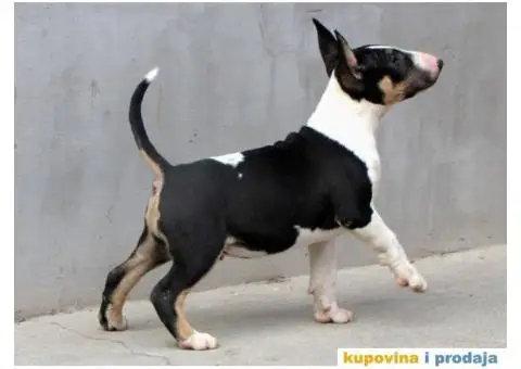 Na prodaju stenci BULL TERIJERA - 8/9