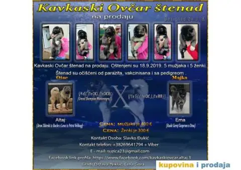 Kavkaski Ovčar - 1/9