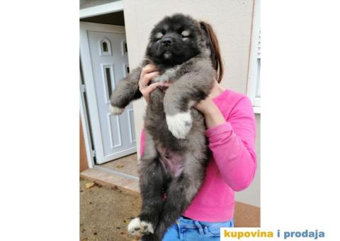 Kavkaski Ovčar - 2/9