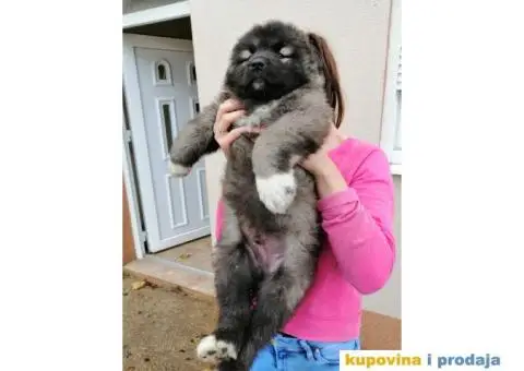 Kavkaski Ovčar - 2/9