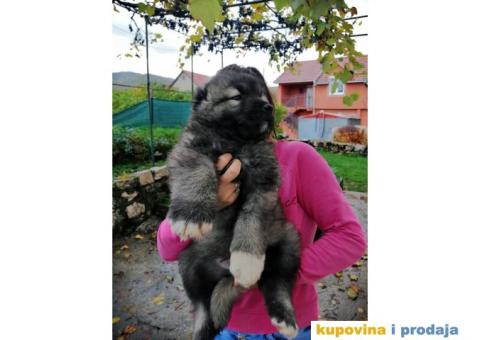 Kavkaski Ovčar - 4/9