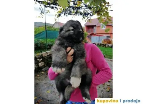 Kavkaski Ovčar - 4/9