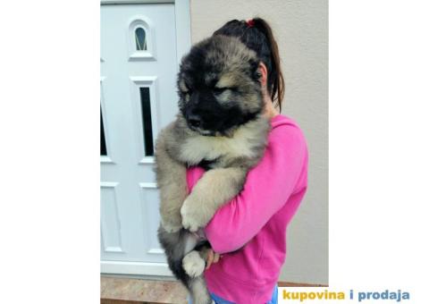 Kavkaski Ovčar - 5/9