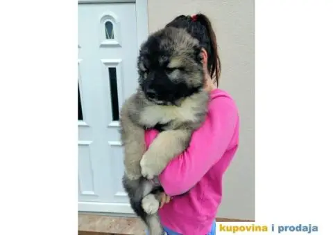 Kavkaski Ovčar - 5/9