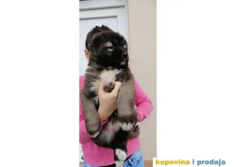 Kavkaski Ovčar - 6/9