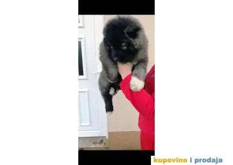 Kavkaski Ovčar - 7/9