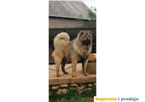 Kavkaski Ovčar - 8/9