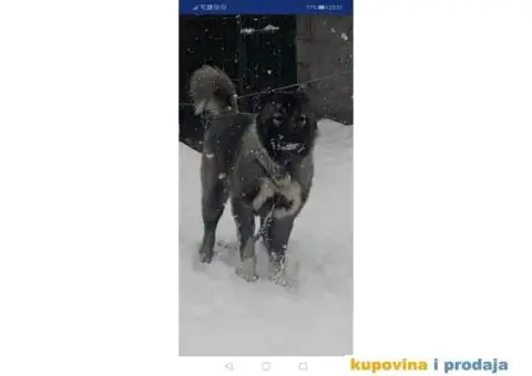 Kavkaski Ovčar - 9/9