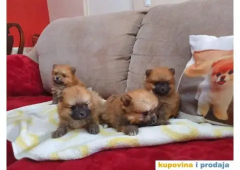 POMERANSKI spic stenci na prodaju - 1/5