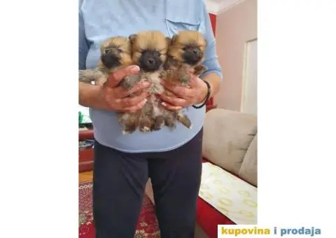 POMERANSKI spic stenci na prodaju - 2/5