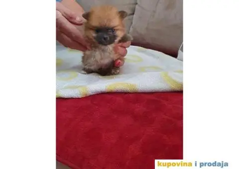 POMERANSKI spic stenci na prodaju - 3/5