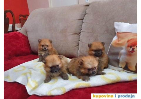 POMERANSKI spic stenci na prodaju - 4/5