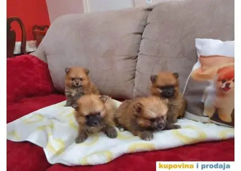 POMERANSKI spic stenci na prodaju - 4/5