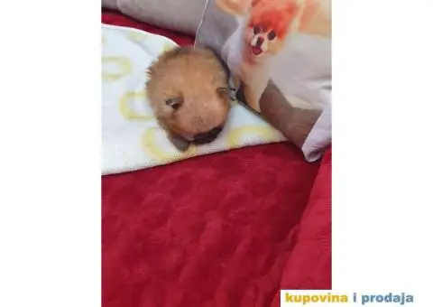 POMERANSKI spic stenci na prodaju - 5/5