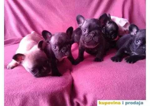 Stenci FRANCUSKOG BUDLOGA odlicnog kvaliteta