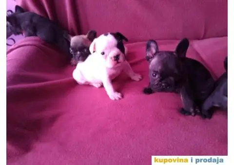 Stenci FRANCUSKOG BUDLOGA odlicnog kvaliteta - 2/2