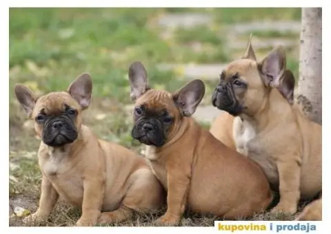 Stenci FRANCUSKOG BULDOGA stari 2 meseca - 1/8