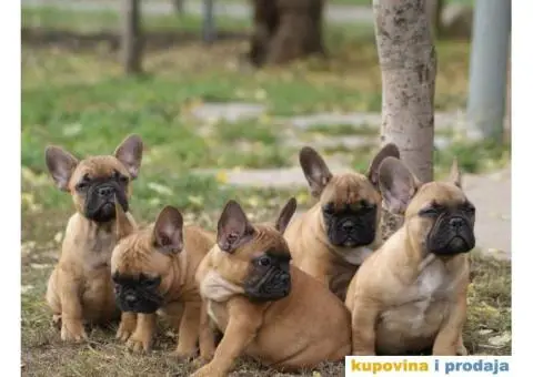 Stenci FRANCUSKOG BULDOGA stari 2 meseca - 2/8