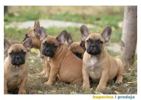 Stenci FRANCUSKOG BULDOGA stari 2 meseca - 3/8