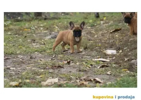 Stenci FRANCUSKOG BULDOGA stari 2 meseca - 4/8