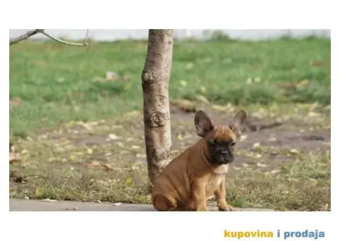 Stenci FRANCUSKOG BULDOGA stari 2 meseca - 5/8