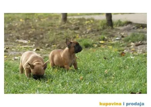 Stenci FRANCUSKOG BULDOGA stari 2 meseca - 6/8