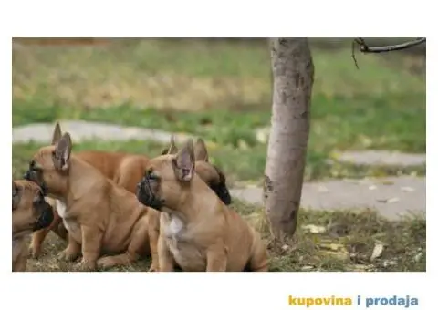 Stenci FRANCUSKOG BULDOGA stari 2 meseca - 7/8