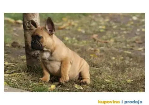 Stenci FRANCUSKOG BULDOGA stari 2 meseca - 8/8