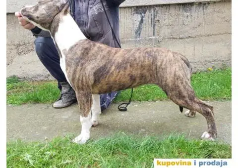 Americki staford ženkica - 1/4