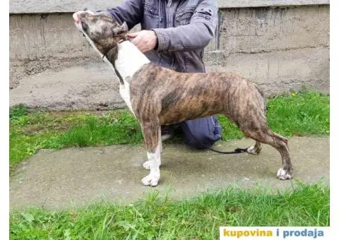 Americki staford ženkica - 3/4