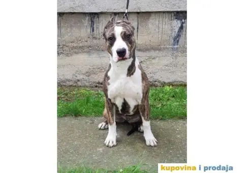 Americki staford ženkica - 4/4