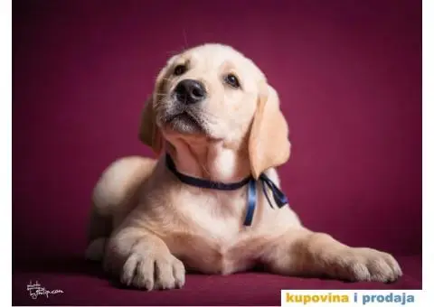 LABRADOR RETRIVER - dva vrhunska muzjaka