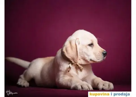 LABRADOR RETRIVER - dva vrhunska muzjaka - 2/2