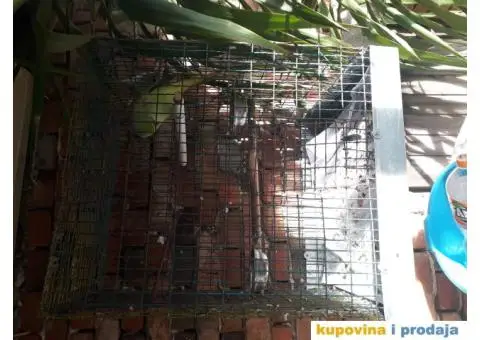 Prodjem papagaja - 1/3