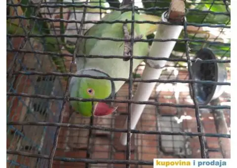 Prodjem papagaja - 2/3