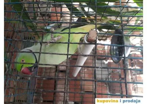 Prodjem papagaja - 3/3