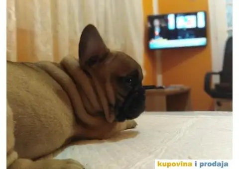 Francuski buldog stenci - 2/4