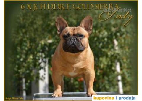 Francuski buldog stenci - 3/4