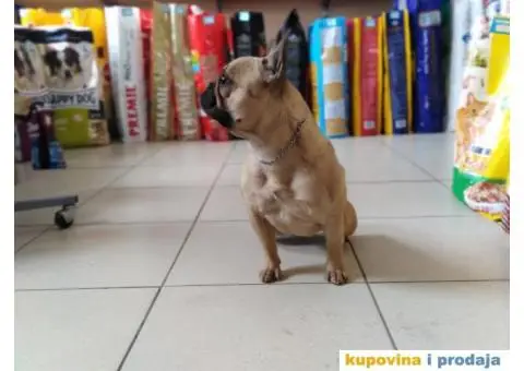 Francuski buldog stenci - 4/4