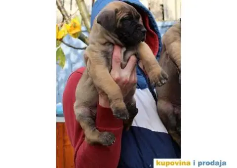 Stenci PRESA CANARIO - sampionskog porekla - 1/10