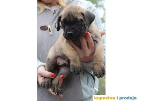 Stenci PRESA CANARIO - sampionskog porekla - 3/10