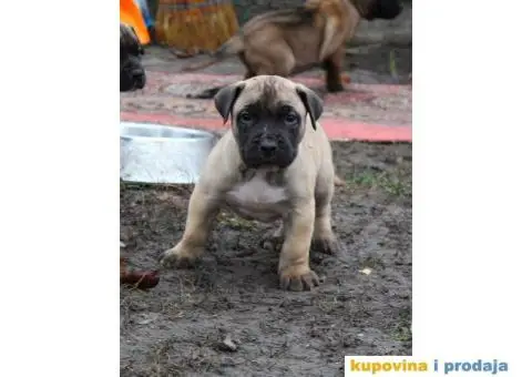 Stenci PRESA CANARIO - sampionskog porekla - 4/10