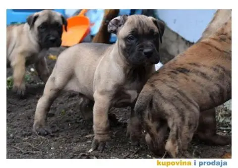 Stenci PRESA CANARIO - sampionskog porekla - 5/10