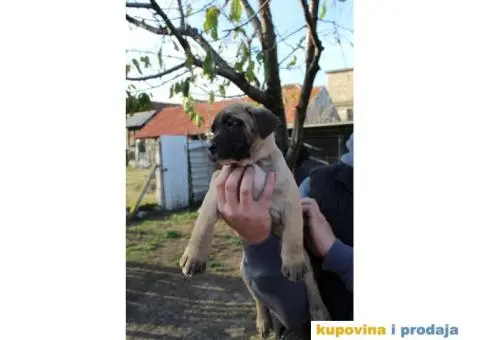 Stenci PRESA CANARIO - sampionskog porekla - 6/10