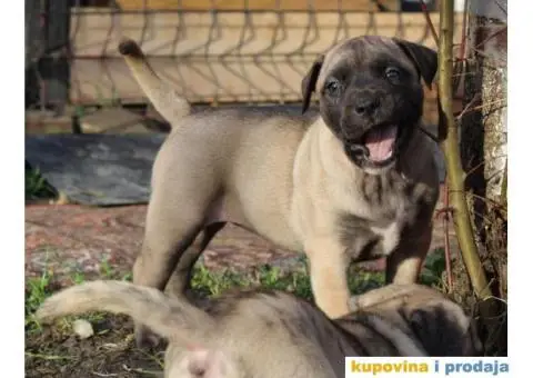 Stenci PRESA CANARIO - sampionskog porekla - 7/10